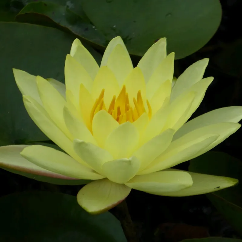 Nymphaea Joey Tomocik Water Lily 3 Ltr